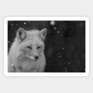 White Fox Sticker